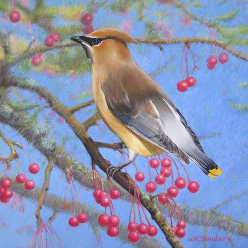 CedarWaxwing500