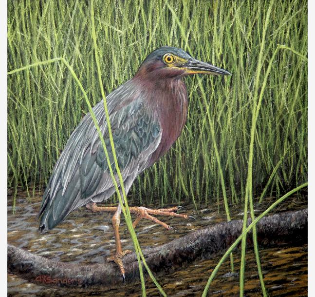 GreenHeron1000